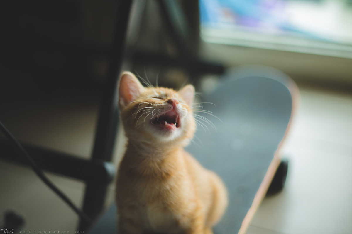 薛定谔的柴郡猫 - 图虫网 - 最好的摄影师都在这