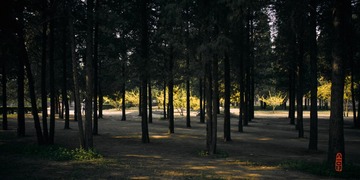 CF006920