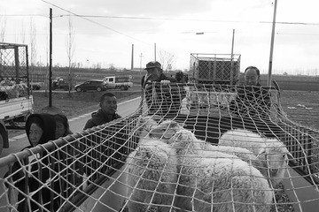 _DSC0474