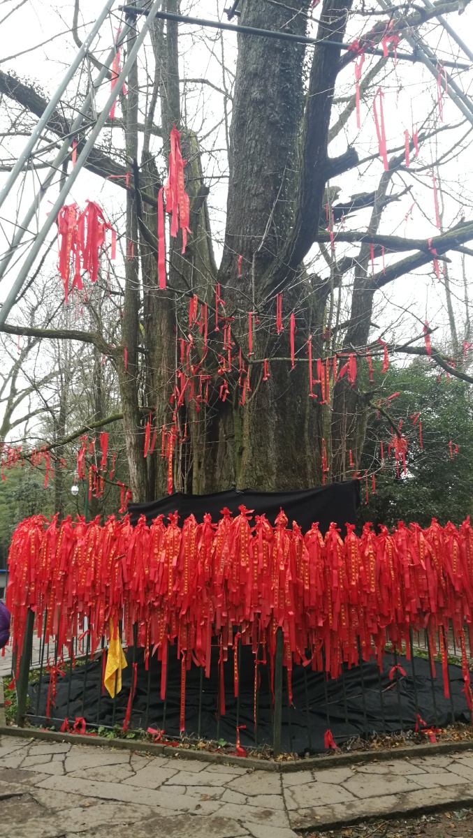 千年银杏祈福树