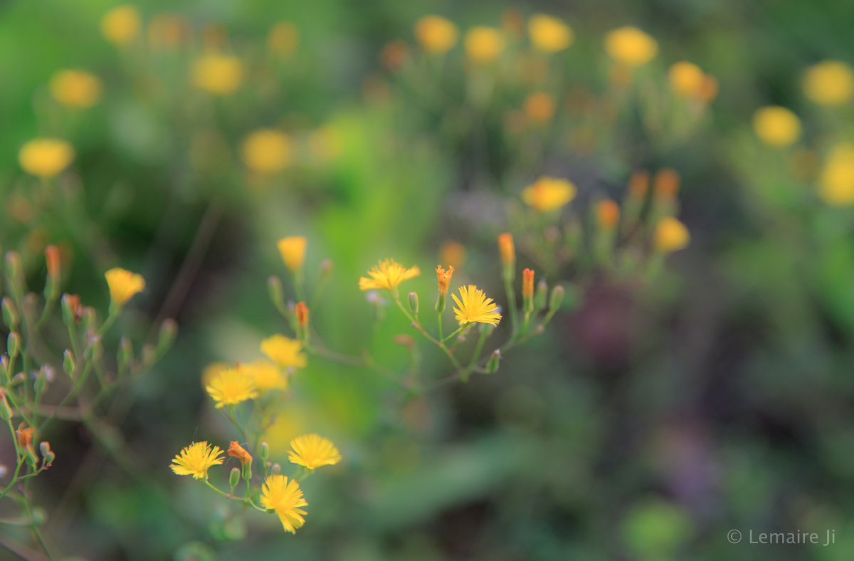 花园里的萤火虫 - 自然, 日落, 微距, 风光, 佳能,