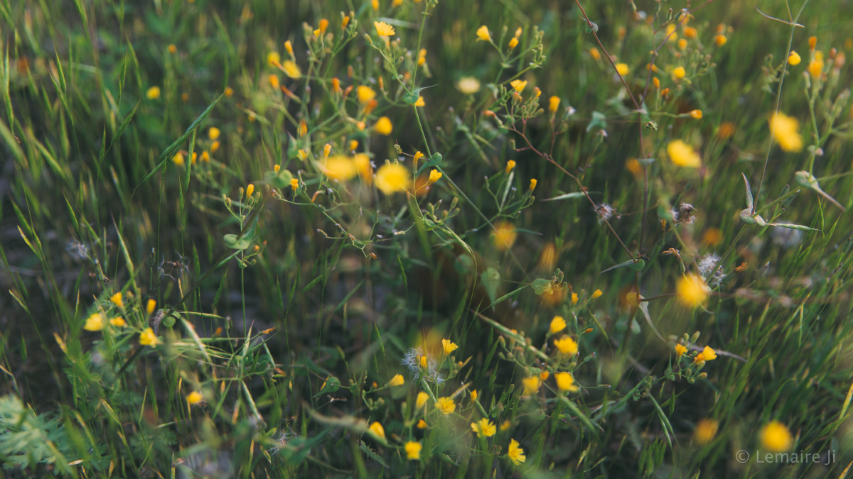花园里的萤火虫 - 自然, 日落, 微距, 风光, 佳能,