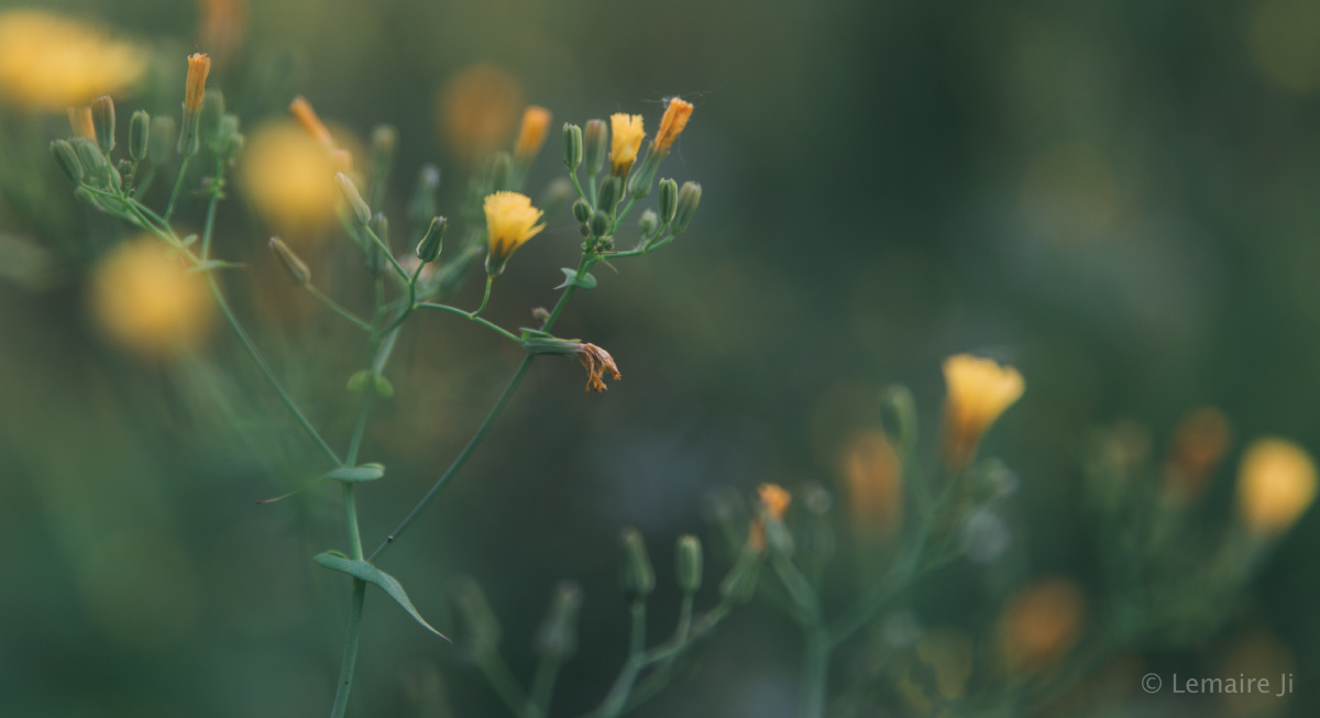 花园里的萤火虫 - 自然, 日落, 微距, 风光, 佳能,