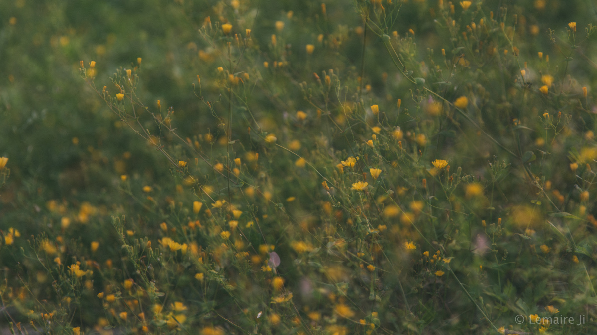 花园里的萤火虫 - 自然, 日落, 微距, 风光, 佳能,