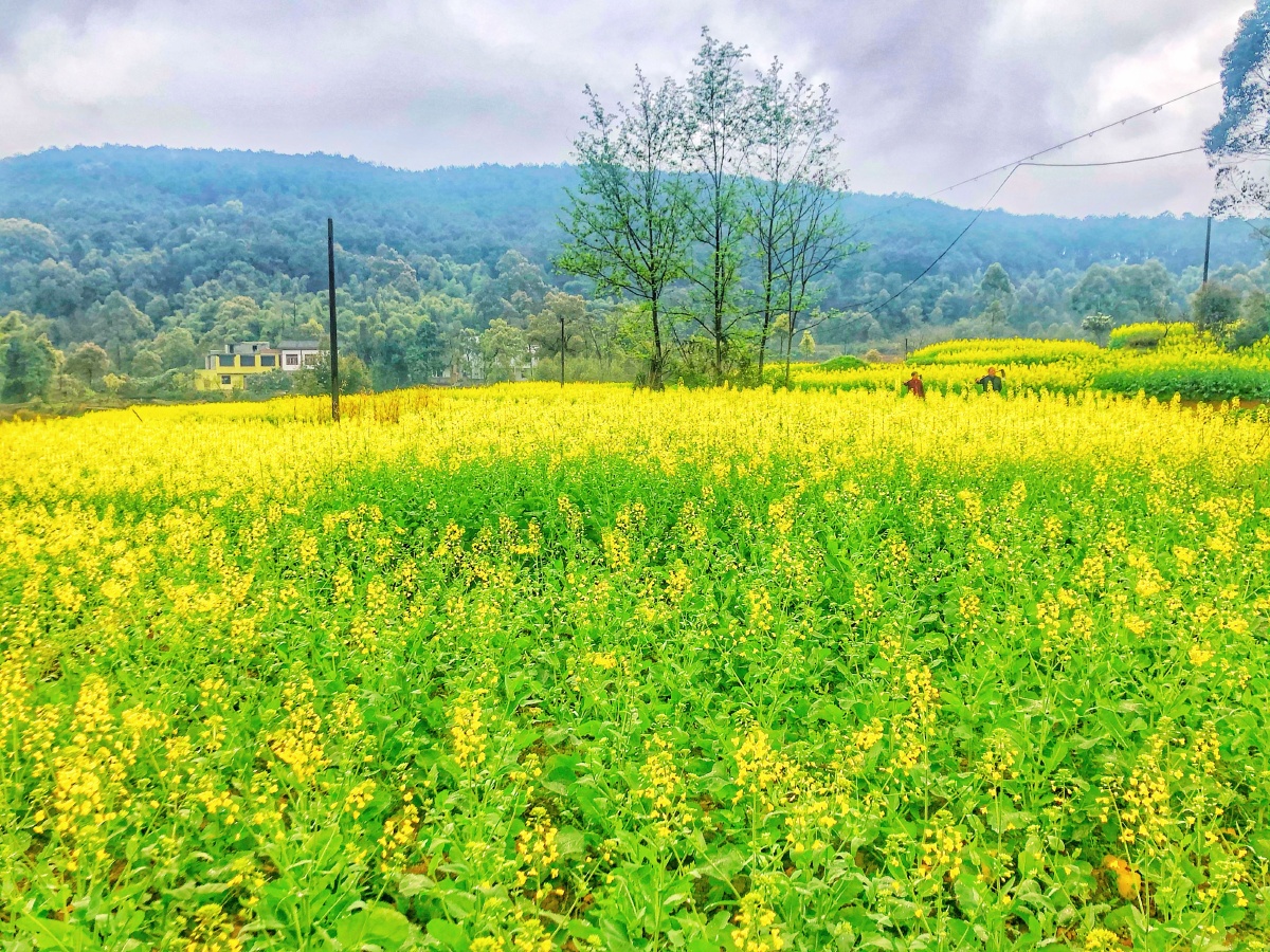 乡村路边的油菜花田,人与自然和谐共生.