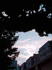 290511