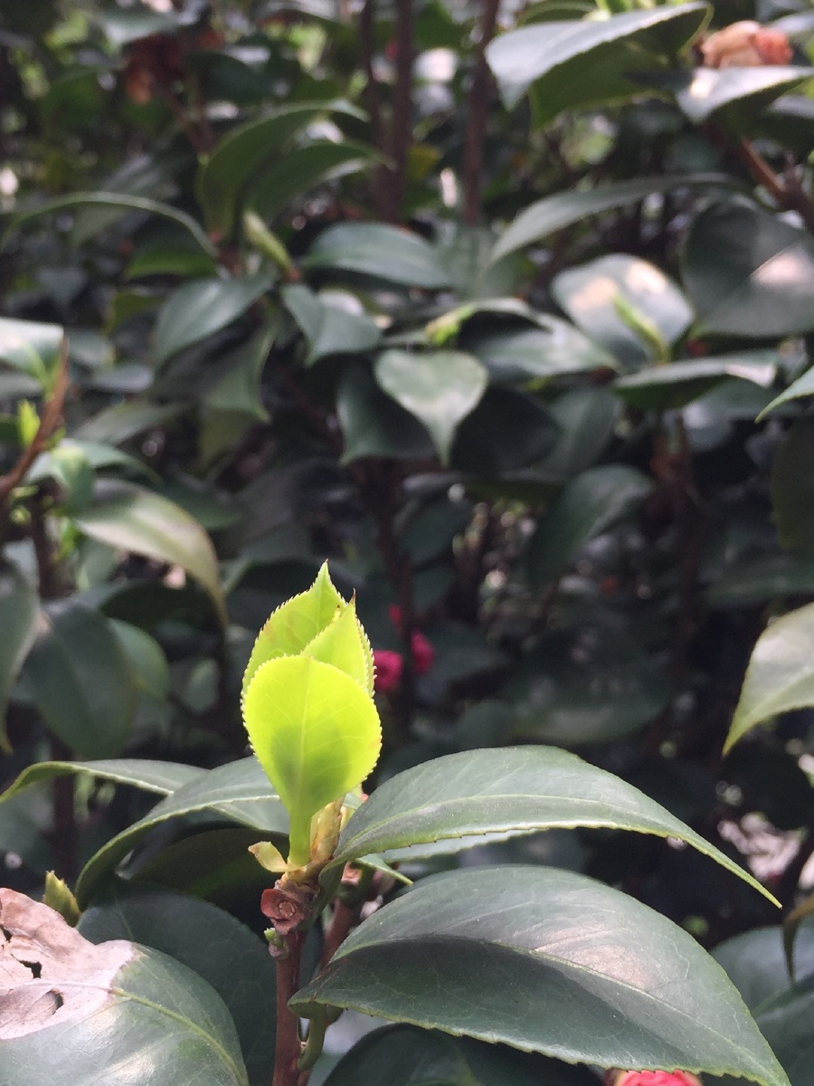 山茶花叶