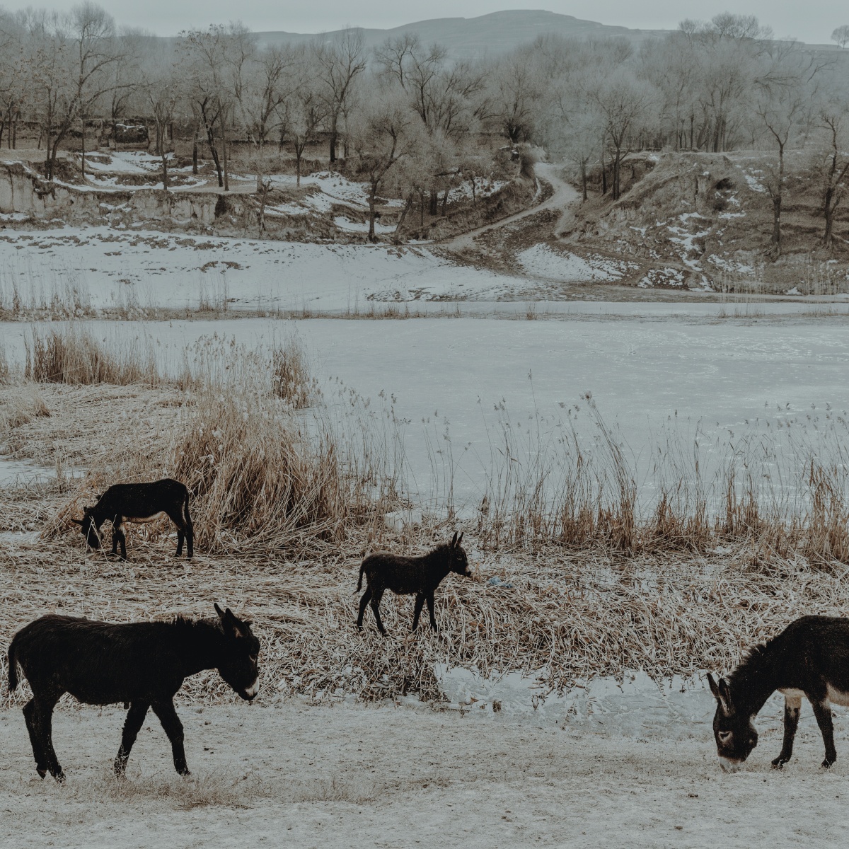 2018年2月拍摄于甘肃会宁,冬季被放养的黑驴