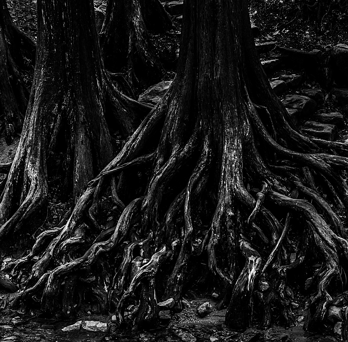 从盘踞的树根能感受到它的悠久历史