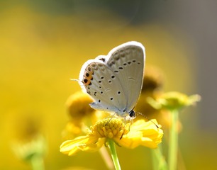 38710