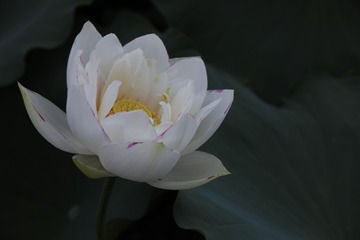 KN8A8409
