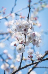三清山、婺源-30
