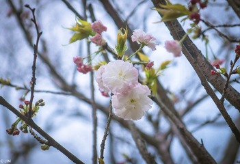 三清山、婺源-113