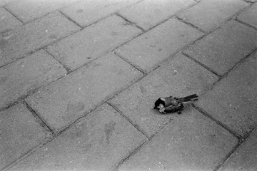 20160603(Delta400)-19