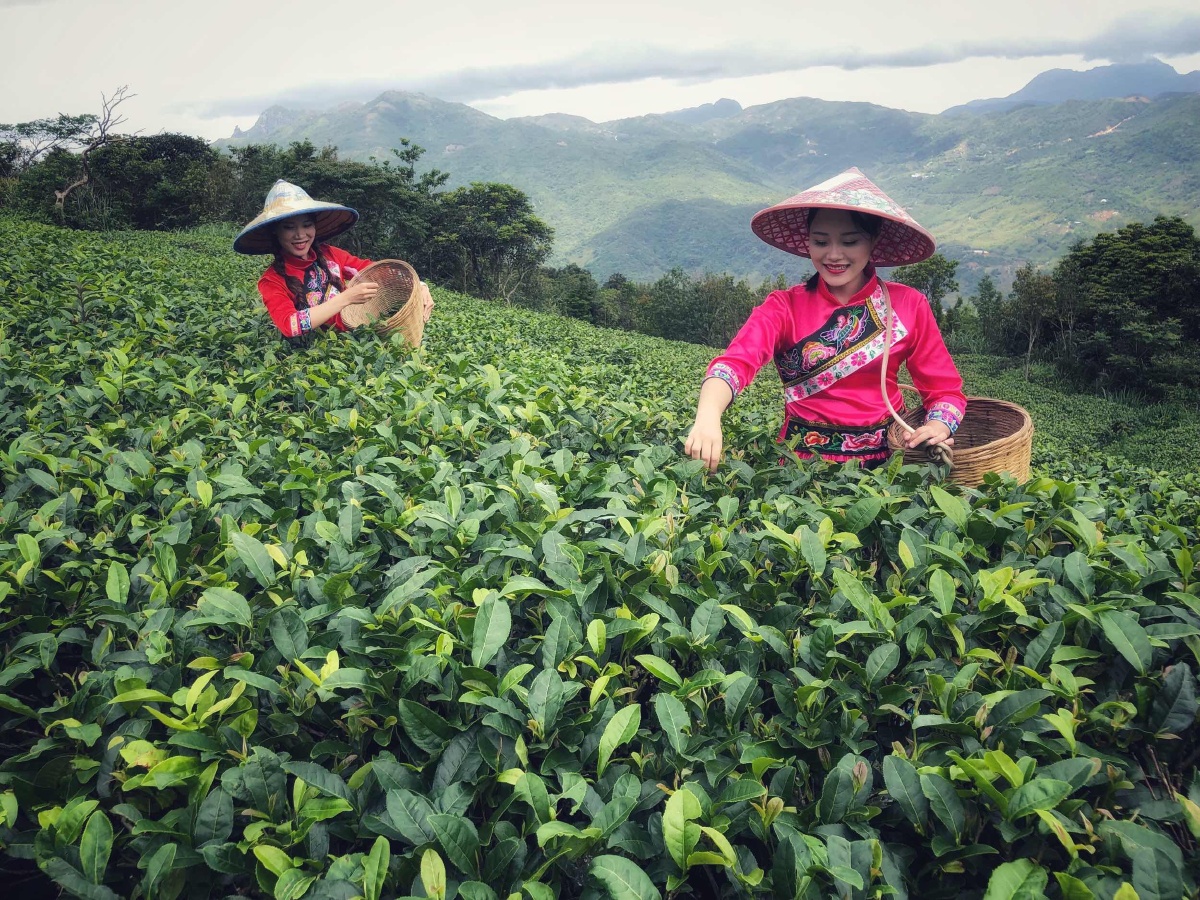 广东省阳江市阳西县东水山茶园