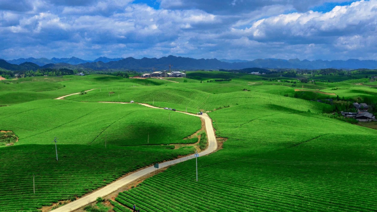 贵州湄潭永兴茶场