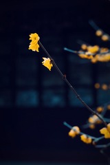 1000024721