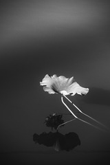 08BC117C-172A-4E38-8DA1-CCEB51484C0F/L0/001