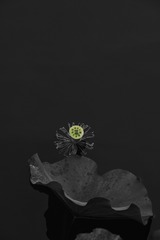DFC5D239-01F0-4544-960D-31CA859C0D9E/L0/001