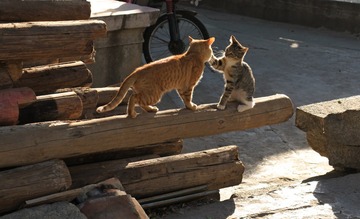 猫   田锡平电话13802204101IMG_2214