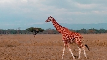 311720