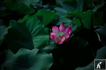 20160706-PICT0950