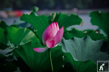 20160706-PICT0944