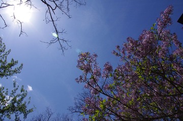 树和天空 1