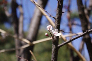 一样花开为底迟