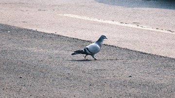 48595
