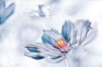 梦中的格桑花.1