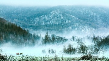 雪中情