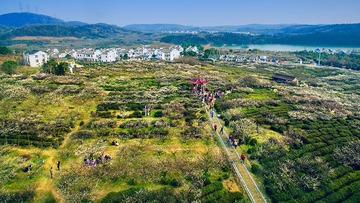 梅园新春
