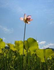 DSC_8728《制作》