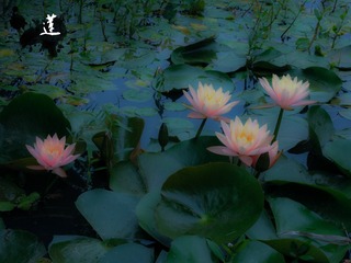 DSCN1244-2