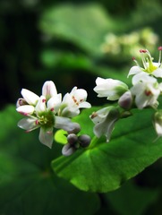 荞麦花.jpg-