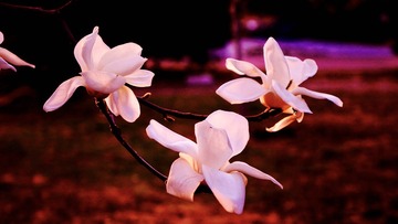 5B65A20B-3733-4EBB-B849-D1F7F3D5F9DE/L0/001