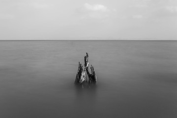 柳树桩