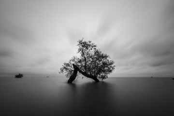 芦溪湿地中的柳树