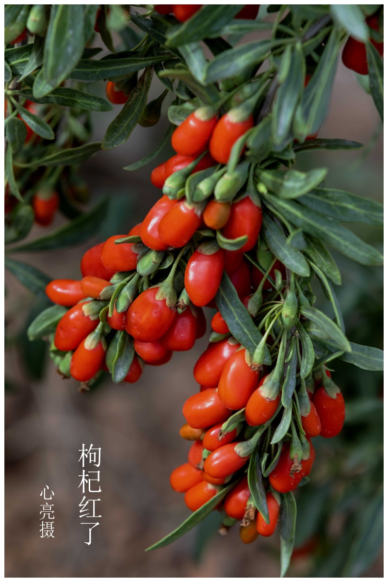 枸杞红了