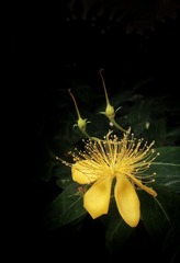 IMG_20160619_065406-01