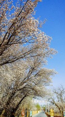 SDIM0111