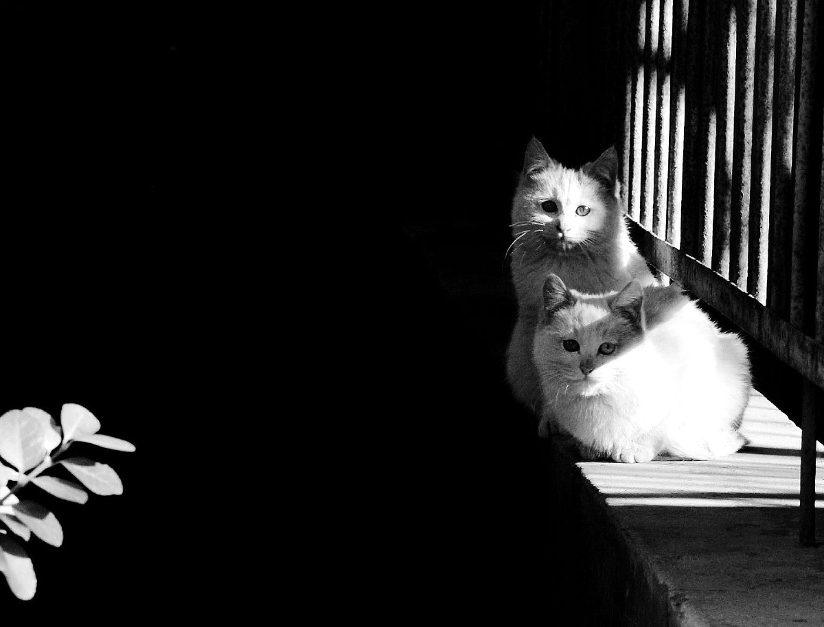 光影下的流浪猫