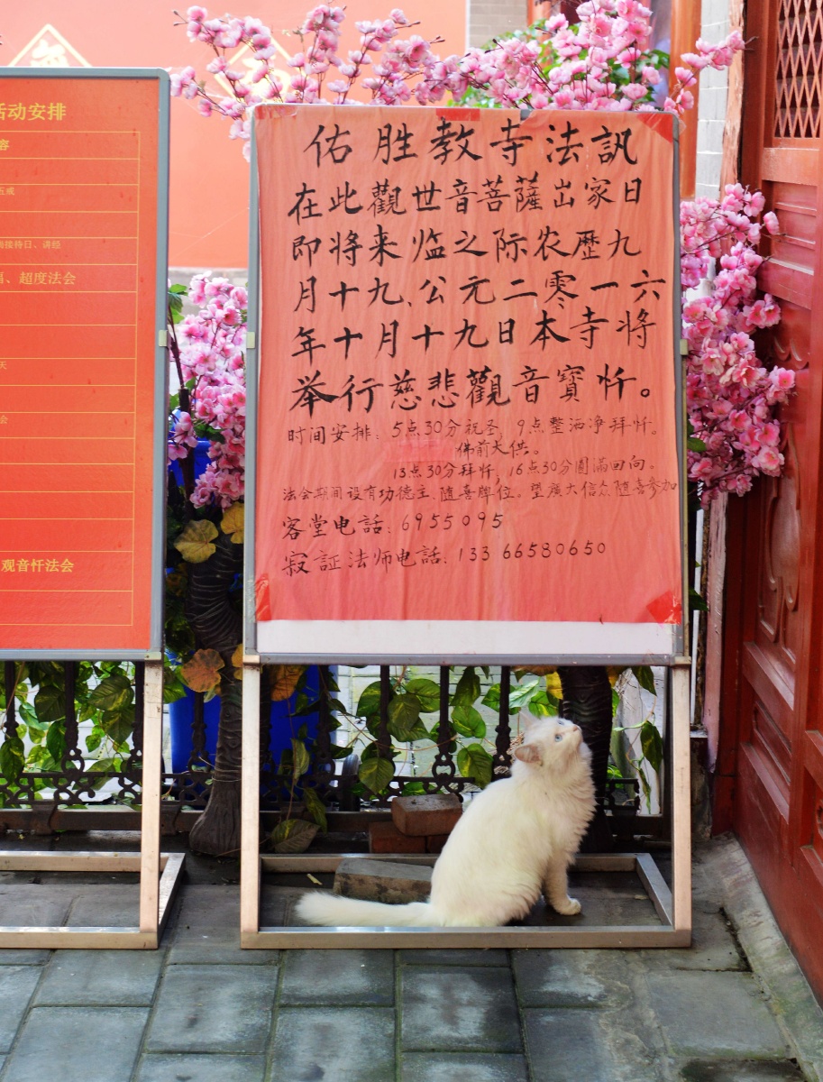 把猫毒死怎么超度-把猫毒死会有什么报应