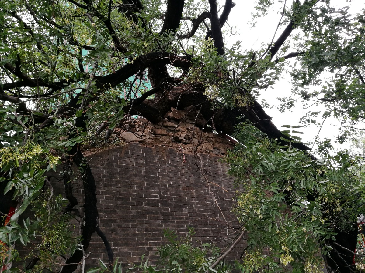 狂风吹倒千年古槐