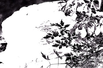《水墨花草图》-DSC_6230_