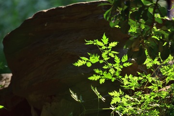 《水墨花草图》-DSC_6230_原照