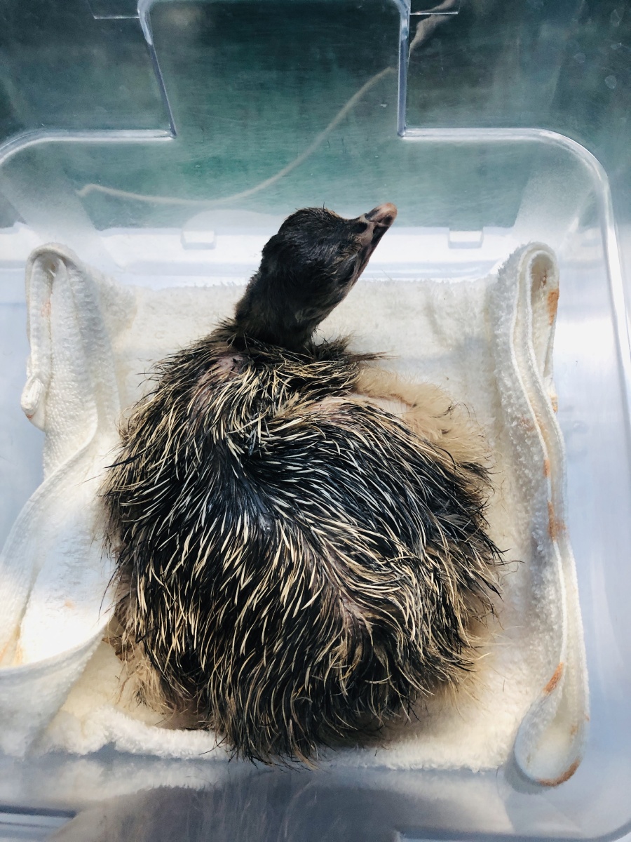 七日摄影打卡计划手机动物毛皮可爱雏鸟鸵鸟生命国内的还没有人打赏