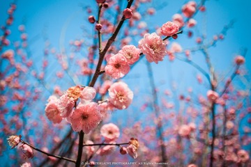 IMG_6648-1