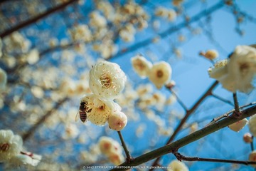 IMG_6653-4